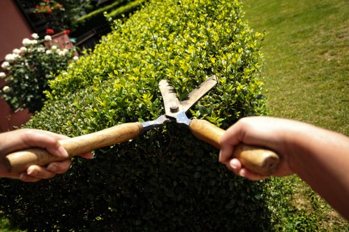 Crown lifting near a residential property in Feltham with careful branch removal