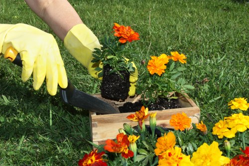 Feltham tree care specialist performing safe and precise pruning