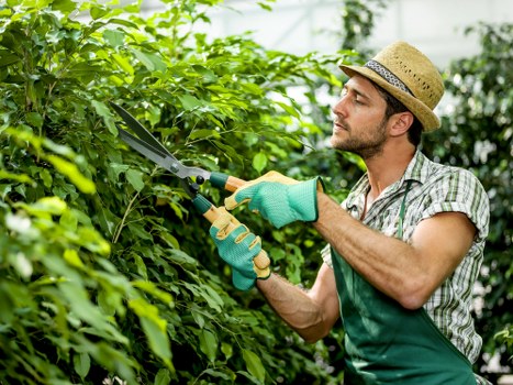 Professional tree inspection near a driveway and garden access in Feltham