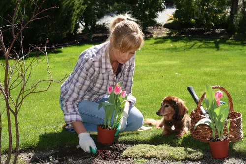 Professional stump grinding service for homes and businesses in Feltham